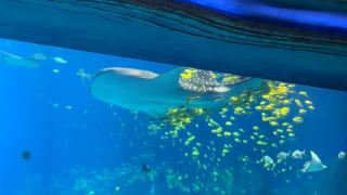 Zhuhai Chimelong Ocean Kingdom อควาเรียมสุดอลังการ
