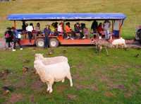 #愛歌頓農場Agrodome Farm-紐西蘭羅託魯亞