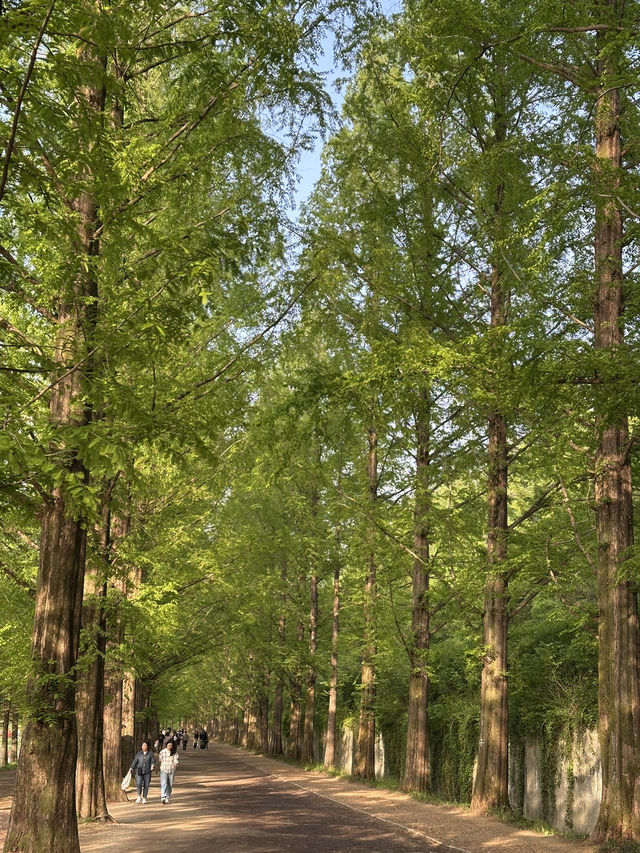 평생 볼 가로수 다 보고 온…🌳 담양 메타세콰이어길