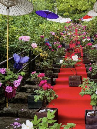 May Visit to Hase-dera Temple: A Garden of Flowers