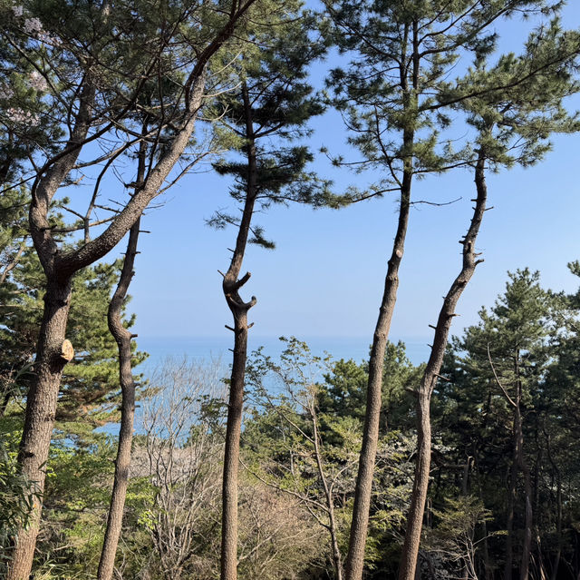 해운대 달맞이길