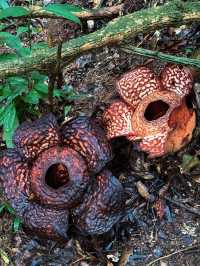 Does the rafflesia flower really smell bad💐?