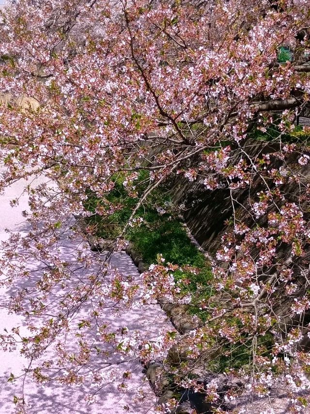 Shimonoseki – Where Two Seas Meet and Cultures Collide