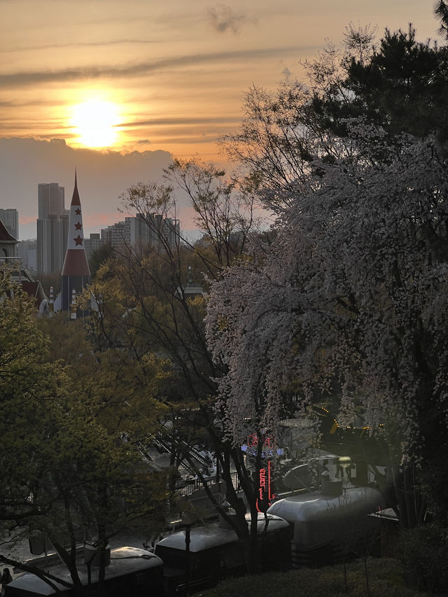 [봄 향기 가득한 대구 이월드 벚꽃 여행 계획] 🌸