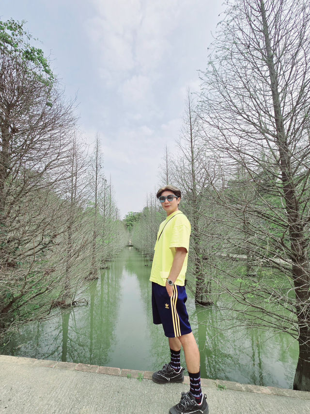 苗栗三灣落羽松莊園秘境