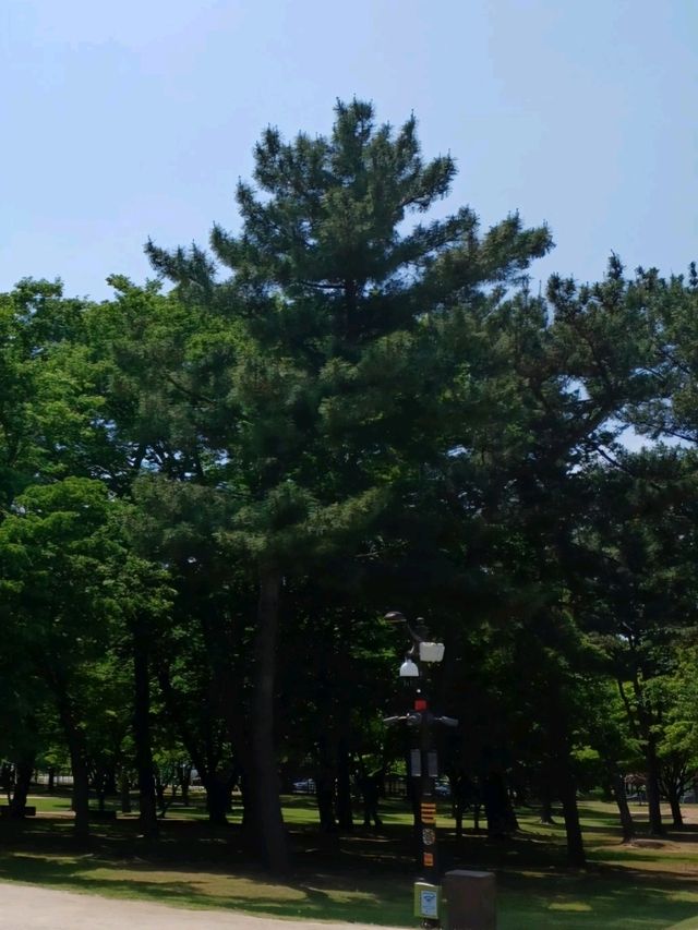 연못 위에 내려앉은 사색, 동궁과 월지의 봄날 산책
