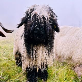🐑🌄 Valais Sheep Farm Visit: Alpine Pastures, Woolly Friends & Swiss Cheese!