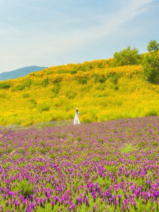A surreal flower field straight out of a fairy tale