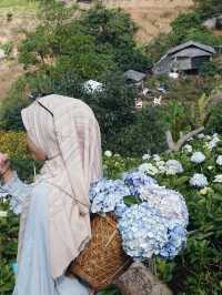 Lost in a Sea of Hydrangeas at Kuv Niam Hydenyia, Chiang Mai