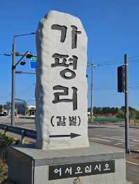 양양 봄날 유채꽃 산책길 추천🌼