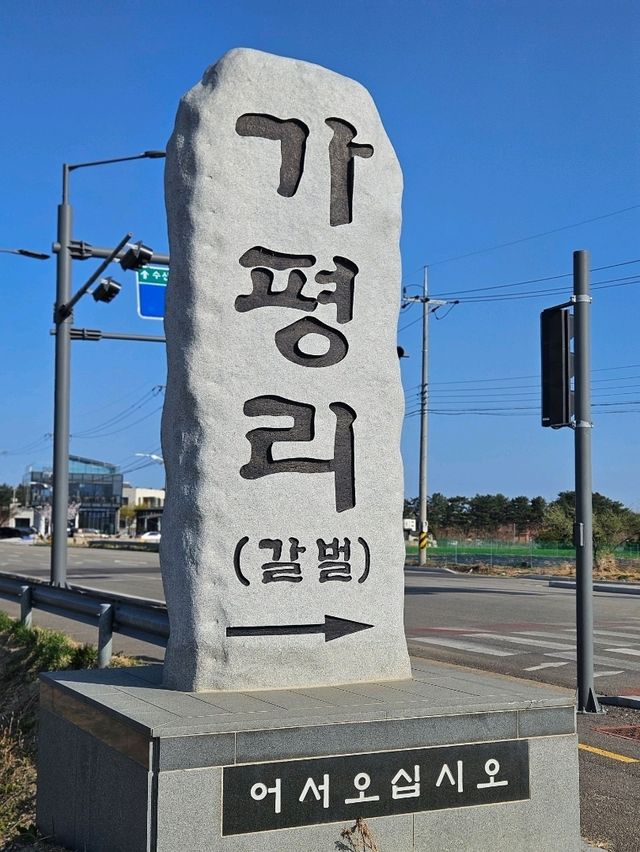 양양 봄날 유채꽃 산책길 추천🌼