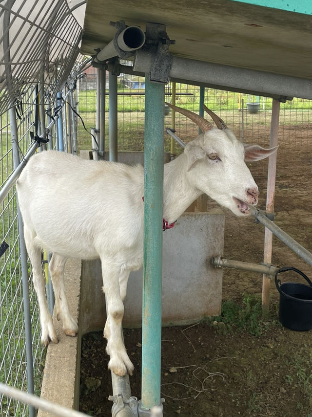 【雨の日でも行ける！宮古島穴場スポットで動物と触れ合い体験】  
