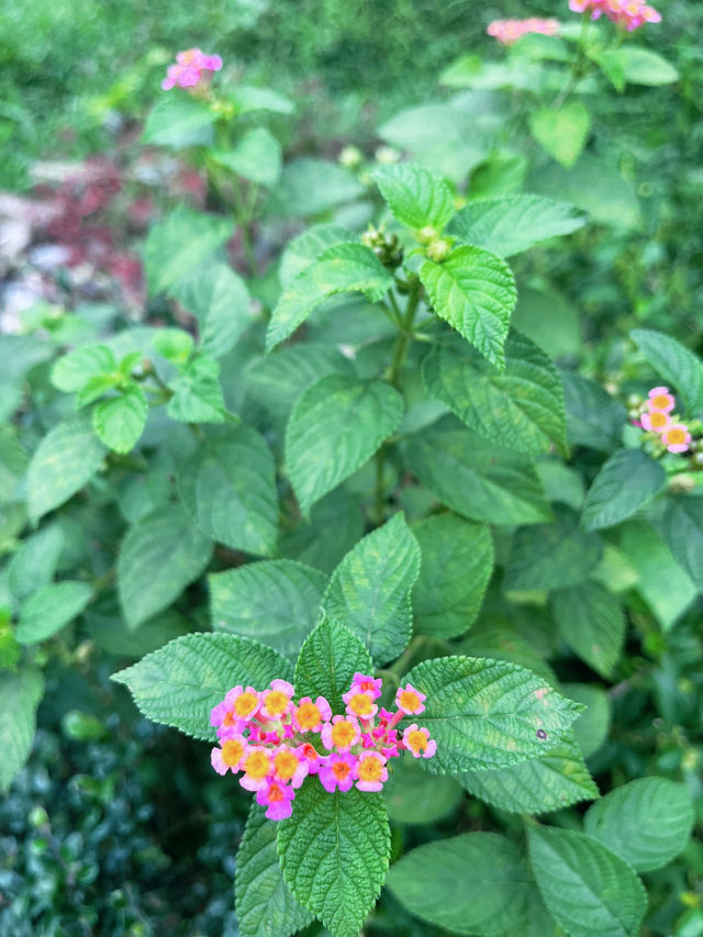 Kebun-Kebun Bangsar: Serene Urban Farm Oasis in the Heart of KL 