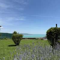 Tihany: Lavender Dreams by Balaton's Jelly Sea! 💜