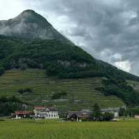 Lavaux Vineyards in Summer: A Sun-Drenched Paradise of Wine & Wanderlust