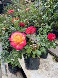 Blooms and Bargains at Kundasang Market 