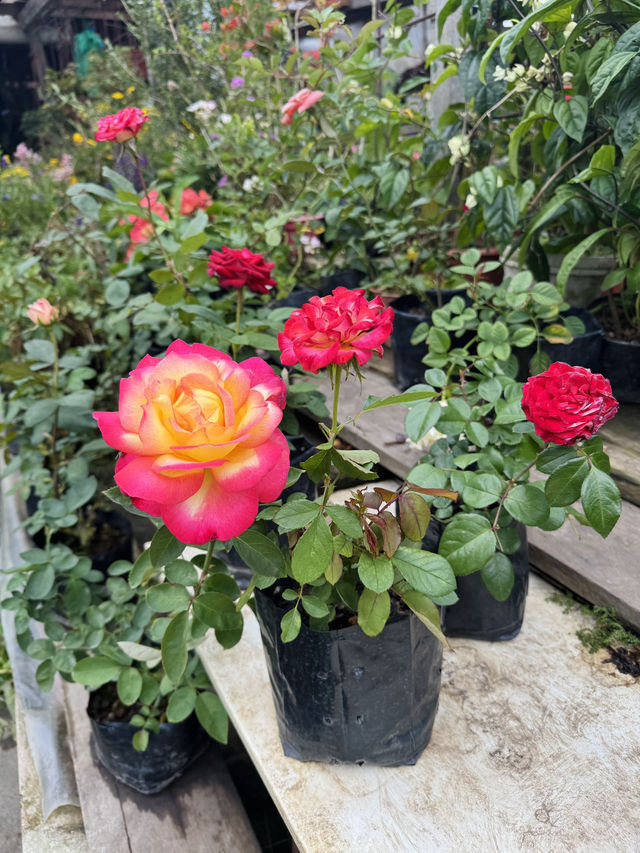 Blooms and Bargains at Kundasang Market 