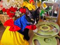 Catfe' คาเฟ่แมวบุรีรัมย์