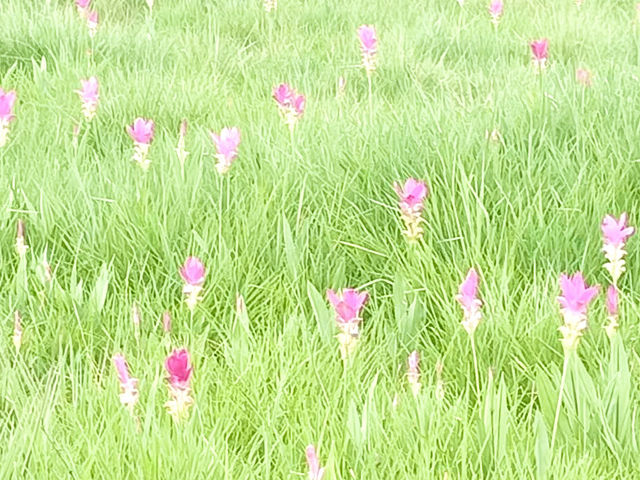 ピンクの奇跡。サイ・トーン国立公園でしか見られない風景。