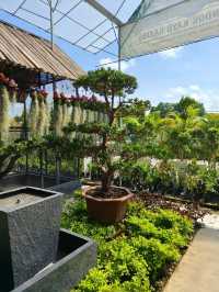 Budget Stroll Among Hanging Gardens and Bonsai