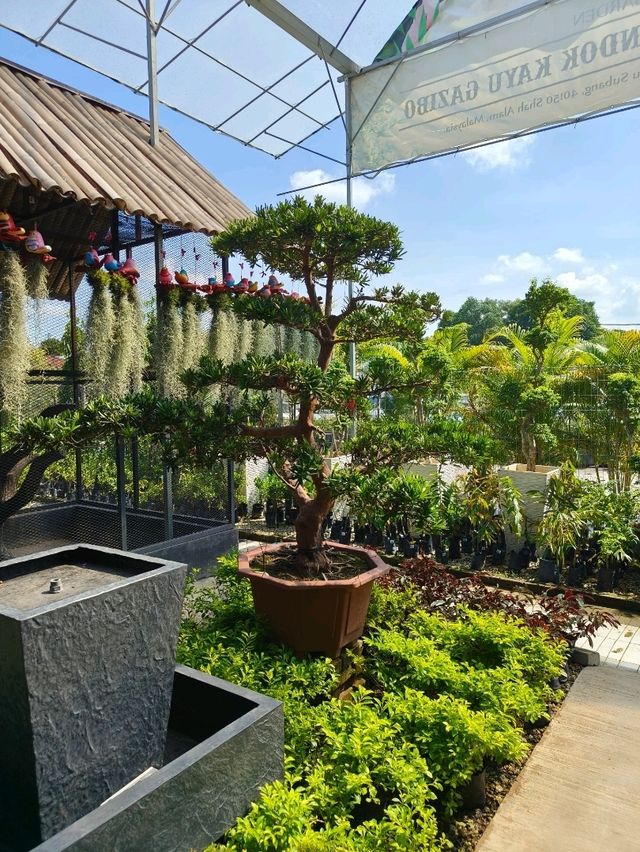 Budget Stroll Among Hanging Gardens and Bonsai