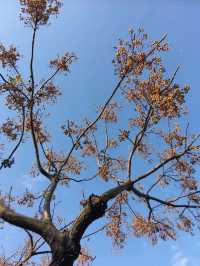 🌺學甲蜀葵花