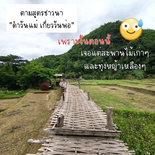 ถ่ายรูปสะพานไม้ไผ่วิวทุ่งนา กับ วัดนาคูหา📍แพร่ 