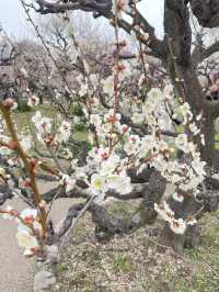 🌸 สวนต้นท้อ (Osaka Castle Plum Grove) 🌸