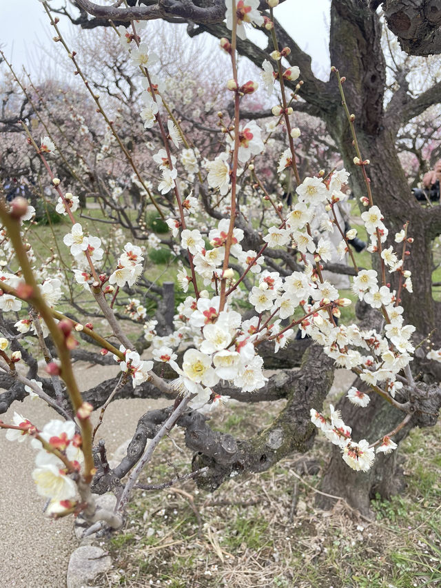🌸 สวนต้นท้อ (Osaka Castle Plum Grove) 🌸