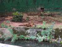 Zoo Melaka, Best For Family ❤️