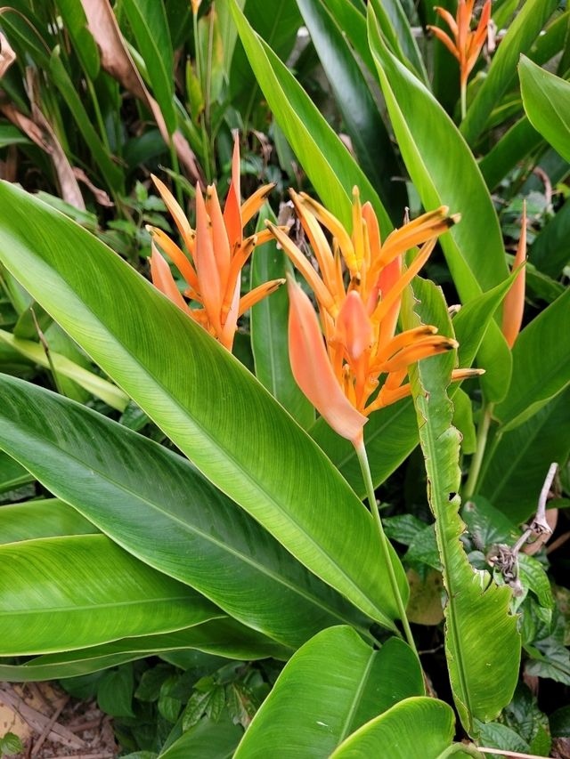 Summer in bloom in Sentosa Central Bazaar