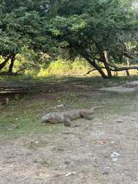 Komodo dragons