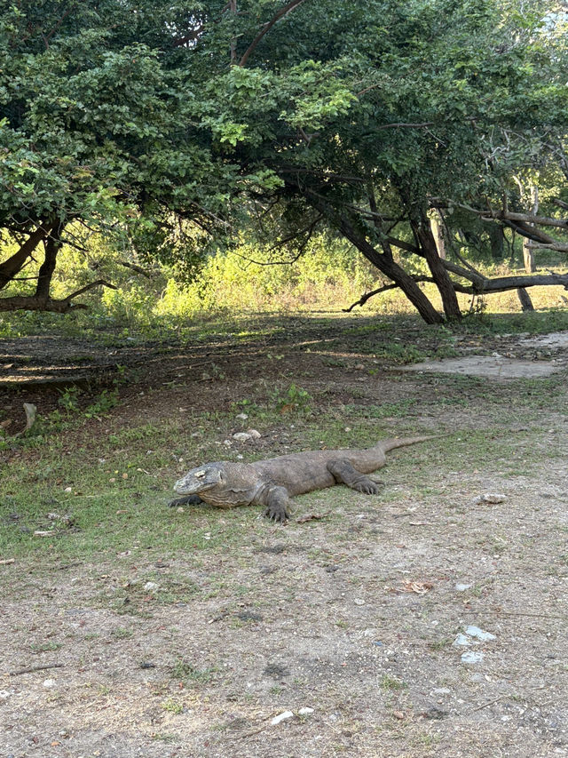 Komodo dragons