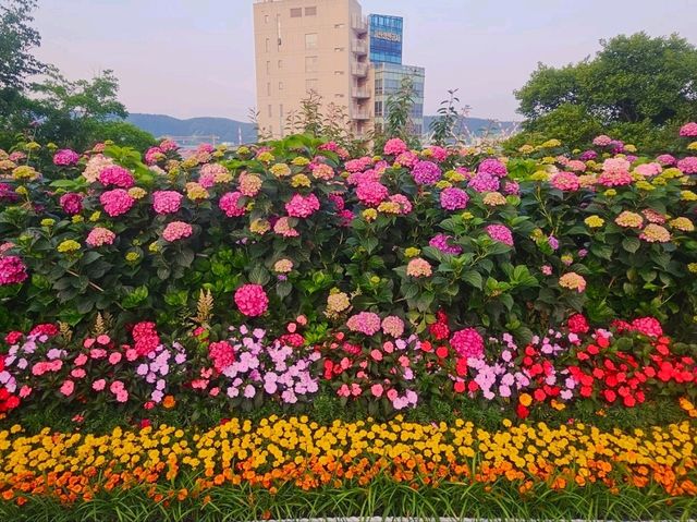 As dawn comes by, the hydrangeas blossomed in full glare