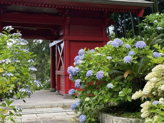 魅力たくさん！ 初夏の館山