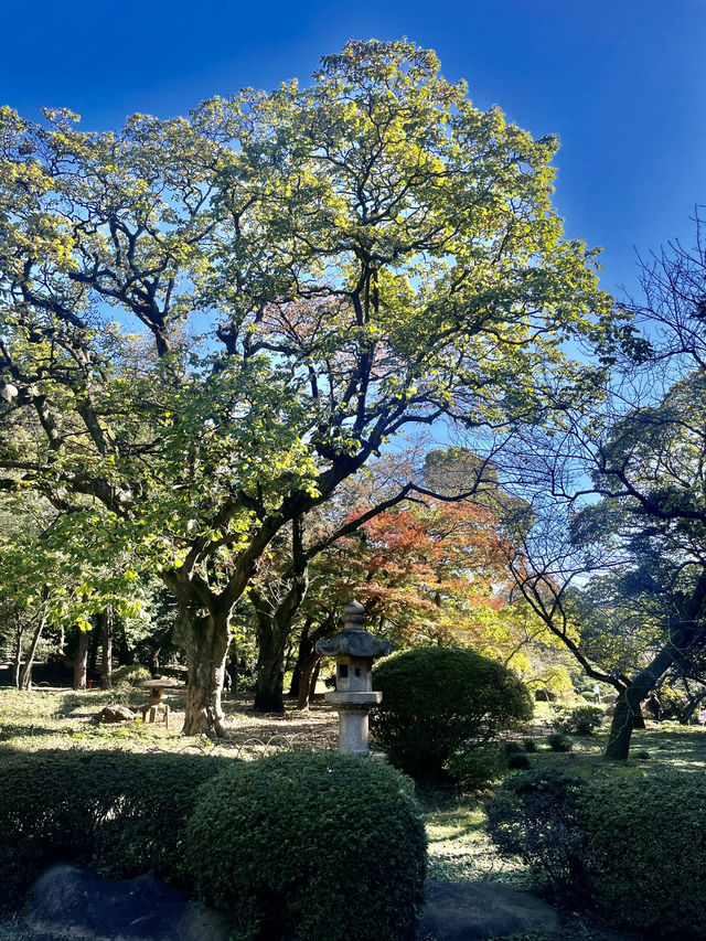 도심 속 사계절 교향곡🎶 신주쿠 교엔 총정리
