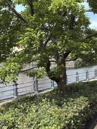 みなとみらいの癒しスポット🌳公園の中のビューポイントでのんびりしよう✨