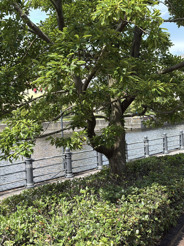 みなとみらいの癒しスポット🌳公園の中のビューポイントでのんびりしよう✨