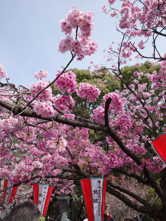 東京 上野恩賜公園 🌳🌸