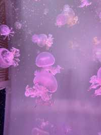 香港隱世打卡 荃灣隱藏寶藏！浩海立方探游館，水母控必去