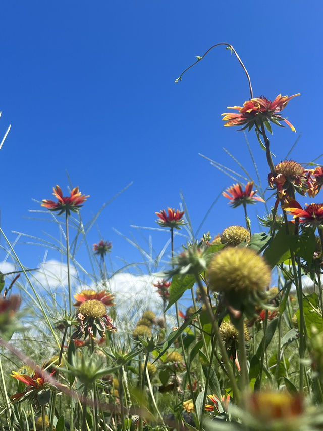 Anguk in summer