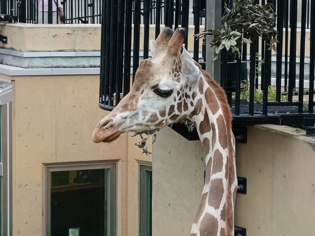 旭川巴士2日遊-常磐公園，旭山動物園
