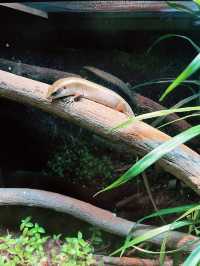 Discover Rimba Biodiversity – A Fascinating Reptile & Invertebrate Haven 