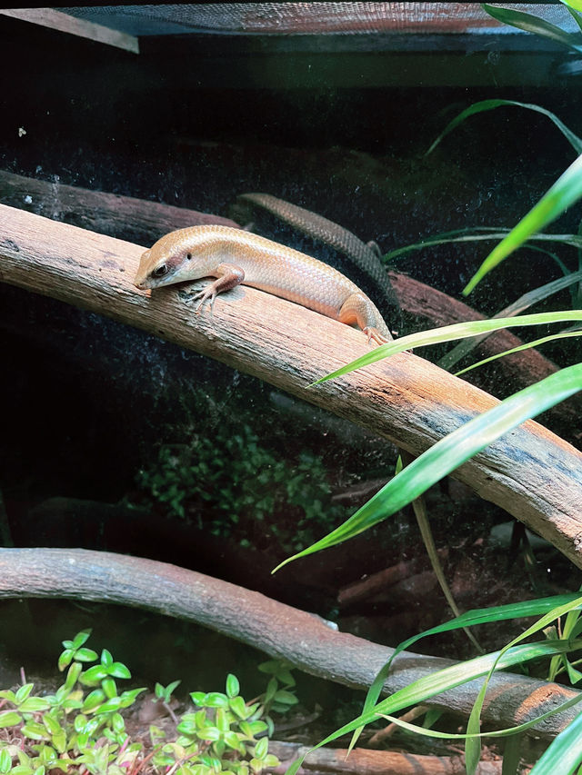 Discover Rimba Biodiversity – A Fascinating Reptile & Invertebrate Haven 