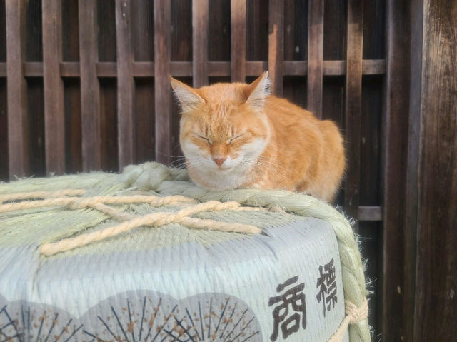 오카게 요코초에 자리한 일본풍 스타벅스를 소개합니다~!