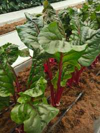 🚜 Uncle Andy Farm – Strawberry & More on the Way to Genting Highlands