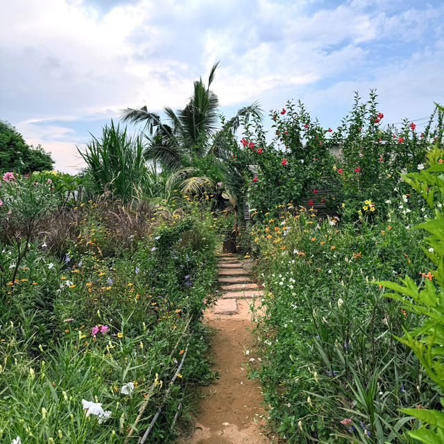 Pranberry Field 🌺🌿