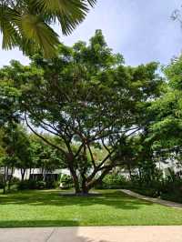 The standard Huahin 
