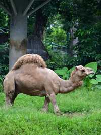 KL Wild Side: Leap Into Zoo Negara’s Jungle Adventure 