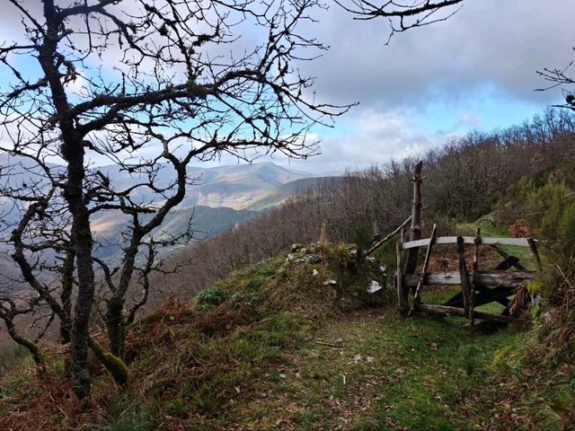 Secret Forest Vibes in Galicia